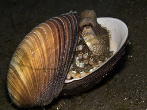 Amphioctopus marginatus (coconut octopus) by Alex Varani 